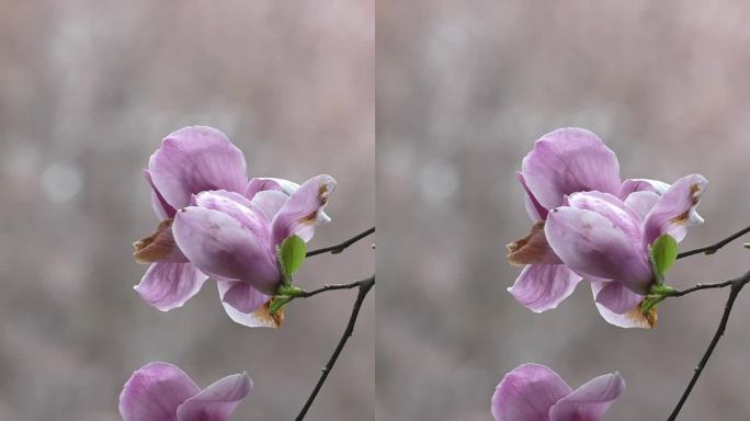 紫色玉兰花特写 竖屏