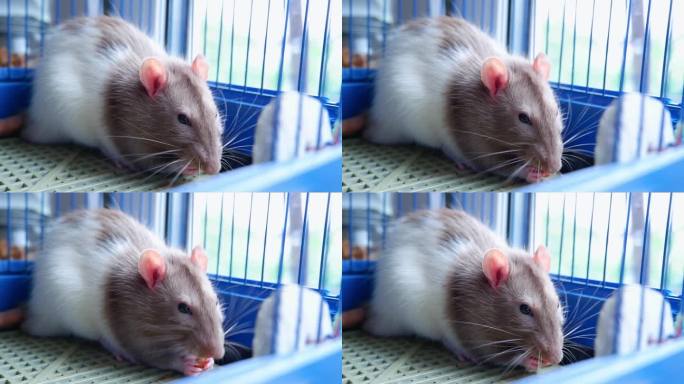 笼子里一只可爱的白棕色老鼠爪子夹着一颗坚果吃。