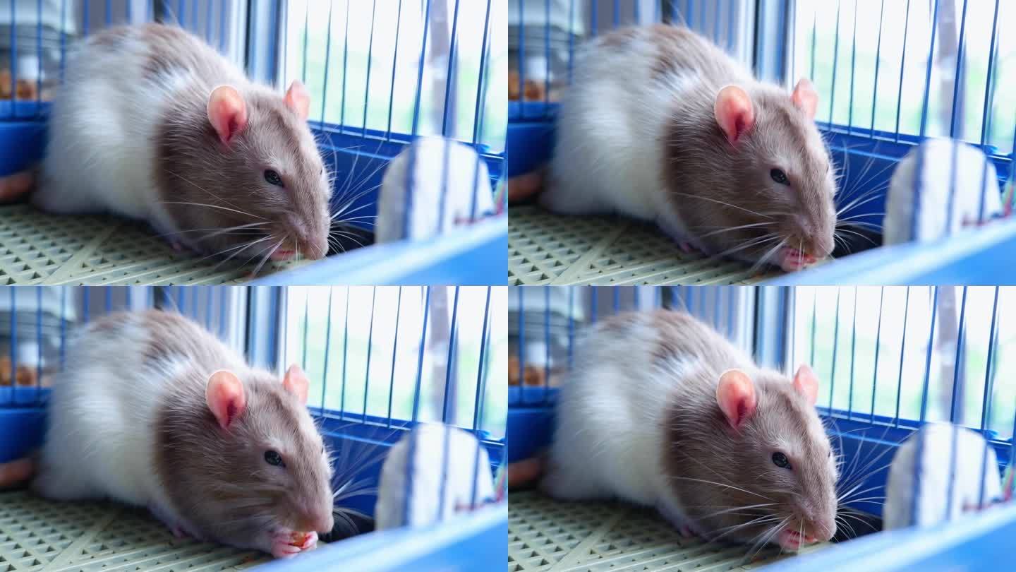 笼子里一只可爱的白棕色老鼠爪子夹着一颗坚果吃。