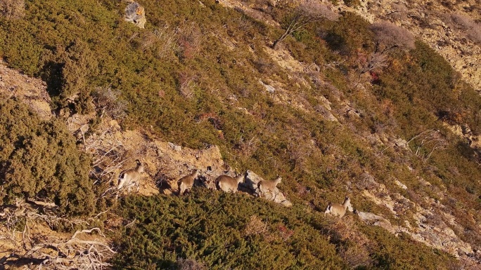 贺兰山风光 秋色 野生动物 马鹿 岩羊