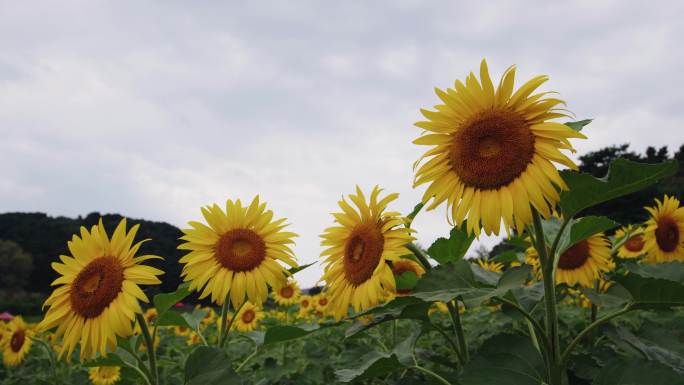 向日葵 阳光 花海 葵花 盛夏