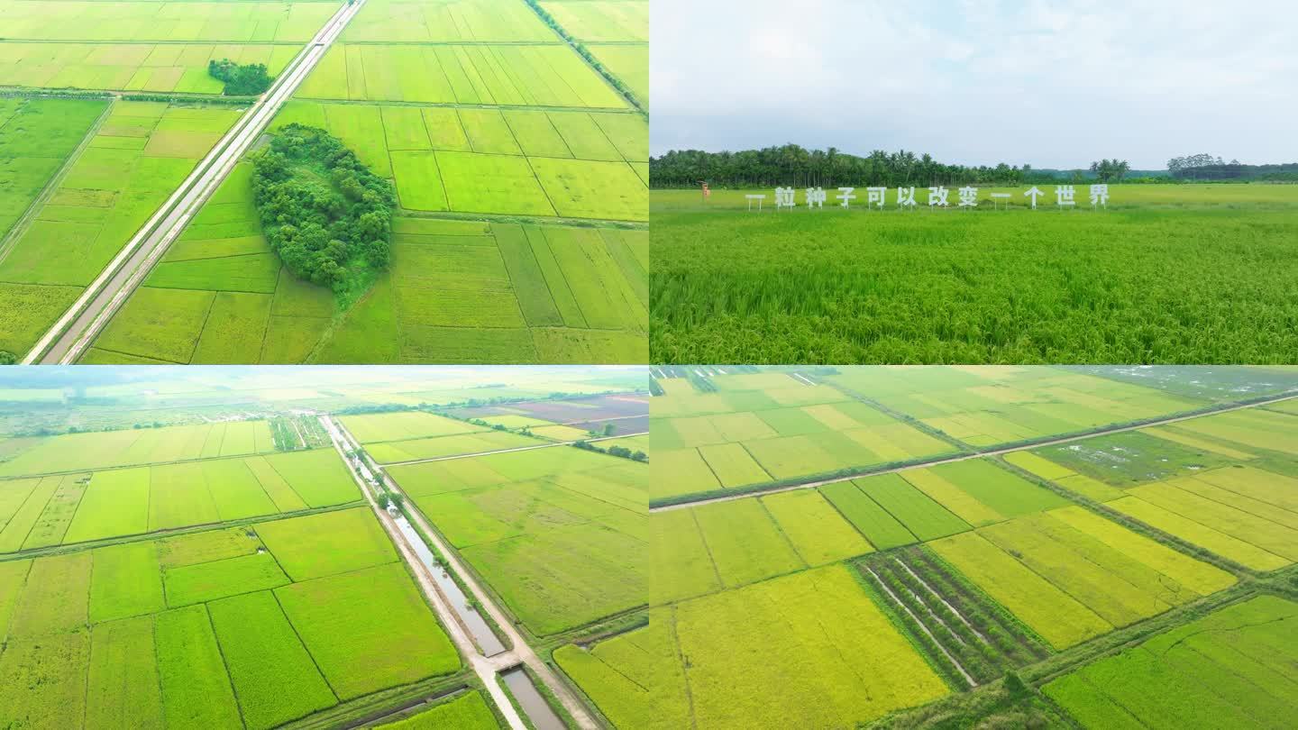 4K水稻实拍稻田航拍高标准农田