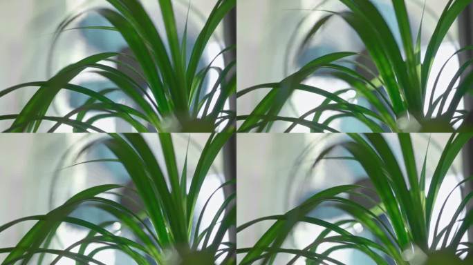 在炎热的日子里，风扇吹出的一股气流吹在热带植物的绿叶上。冷却房间里的空气。