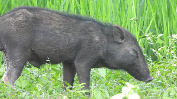 猪放松绿草。肉。