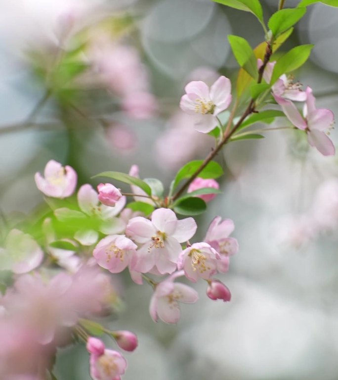 樱花特写 竖屏