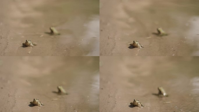绿色的小青蛙坐在水边的沙滩上。野生动物。