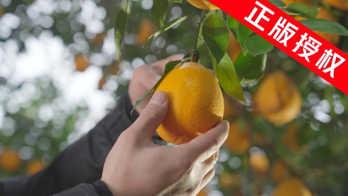 果园丰收 橙子树 摘橙子