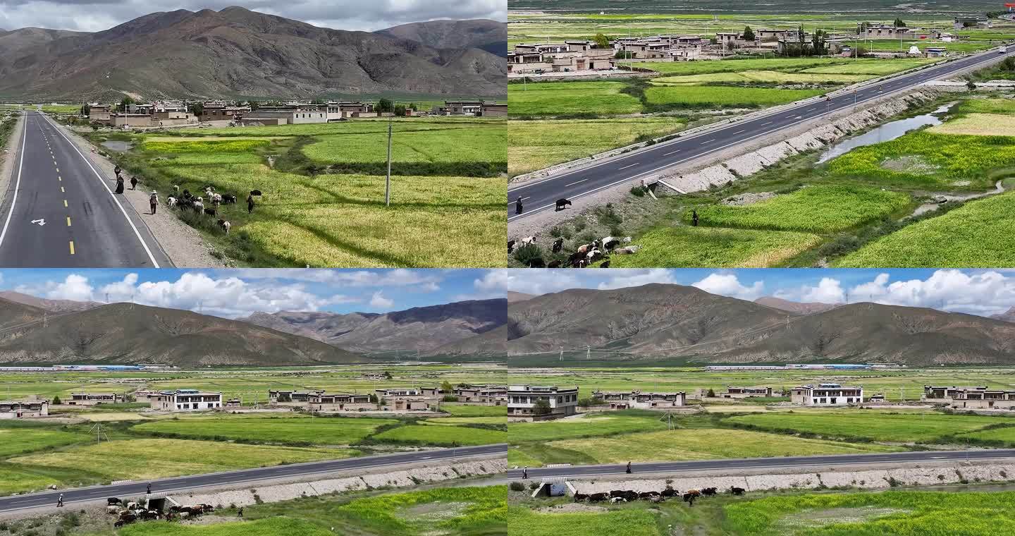 航拍西藏日喀则萨拉县沿路牛群风光