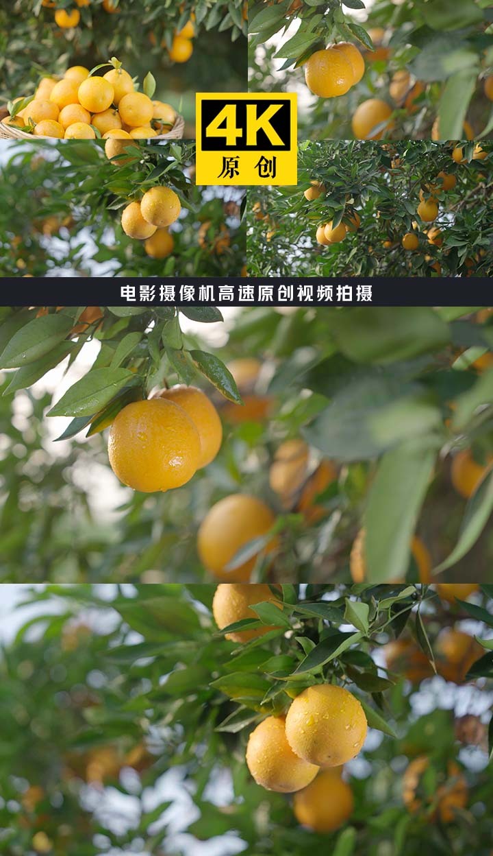 橙子种植基地 新鲜水果 生态果园