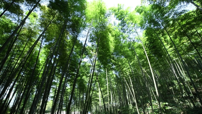 茶山竹海