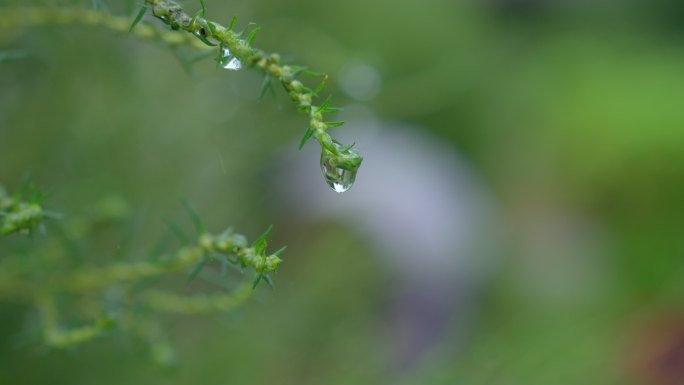 晶莹水珠