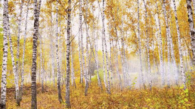 秋季白桦林、深秋