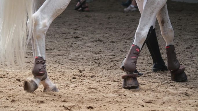 公开展示马的敏捷性:小马遵循地面管理员的指示。