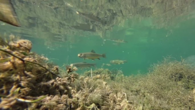 野生褐鳟在寒冷的山区湖泊，水下照片，萨尔莫特鲁塔法里奥