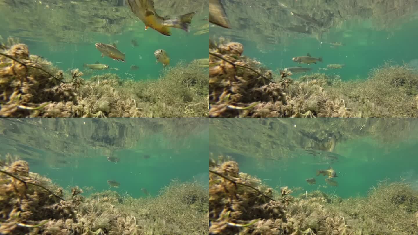 野生褐鳟在寒冷的山区湖泊，水下照片，萨尔莫特鲁塔法里奥