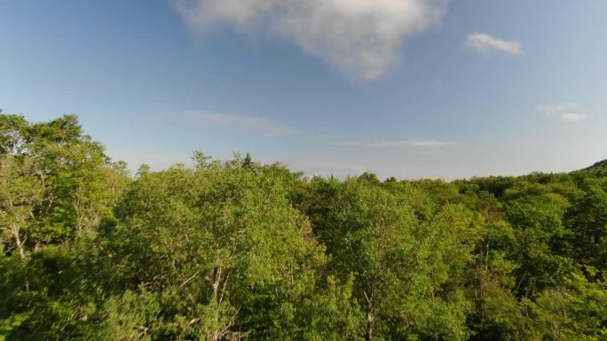 在蓝天的夏日里，特朗勃朗山的绿色森林上空的航拍