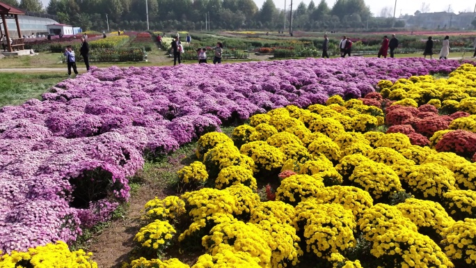 鄠邑重阳宫菊花航拍