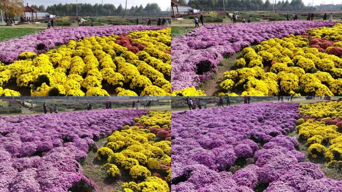 鄠邑重阳宫菊花航拍