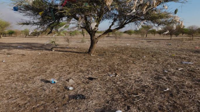 塑料污染。特写镜头。摇上。在非洲，塑料袋被风吹到荆棘树上