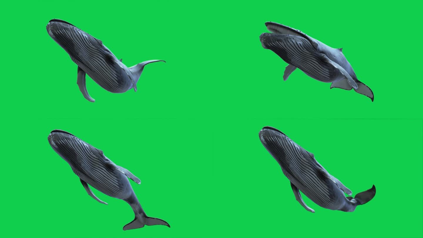 座头鲸游泳环-低角度
