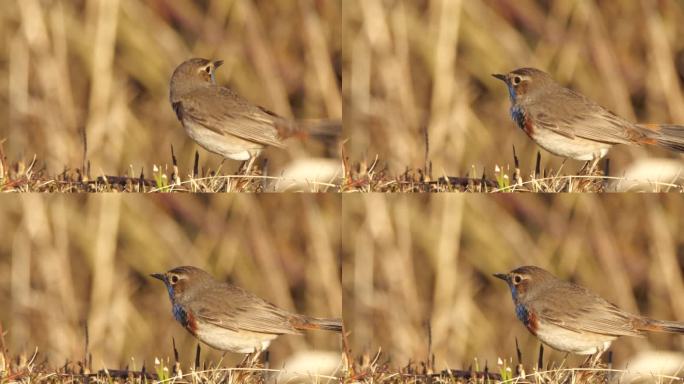 蓝喉鸟(Luscinia svecica) -唱歌的鸟