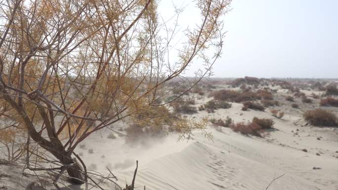 新疆沙漠4K50帧