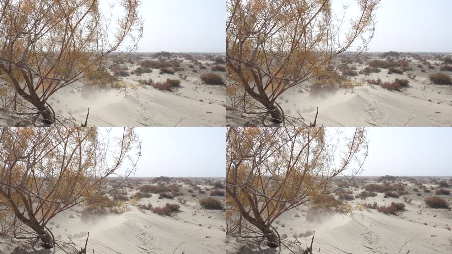 新疆沙漠4K50帧