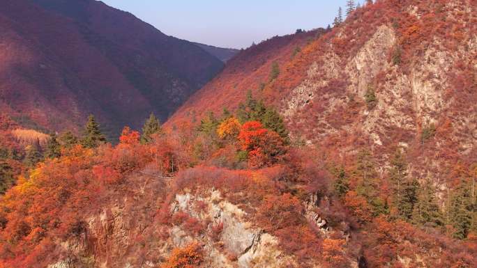 兰州兴隆山植被秋景航拍视频素材