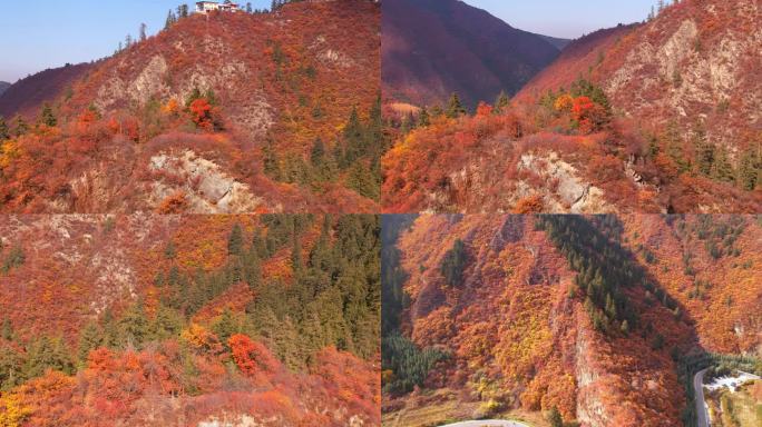 兰州兴隆山植被秋景航拍视频素材