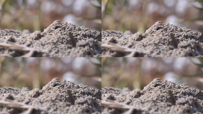 戈壁滩沙漠中的蜥蜴