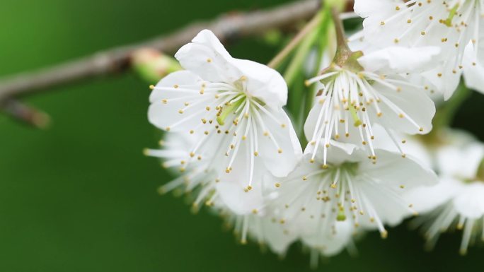 樱桃花视频