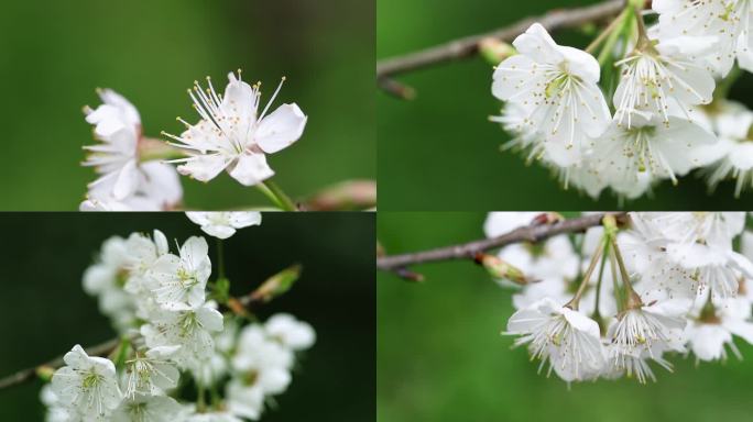 樱桃花视频