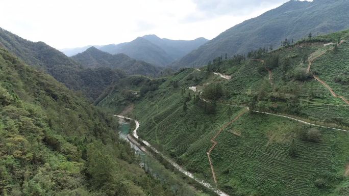 陕西茶山茶园航拍