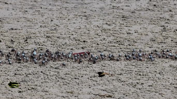螃蟹在海滩上乱窜