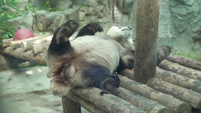 熊猫蹭痒痒倒下仰面朝天睡觉神态可掬