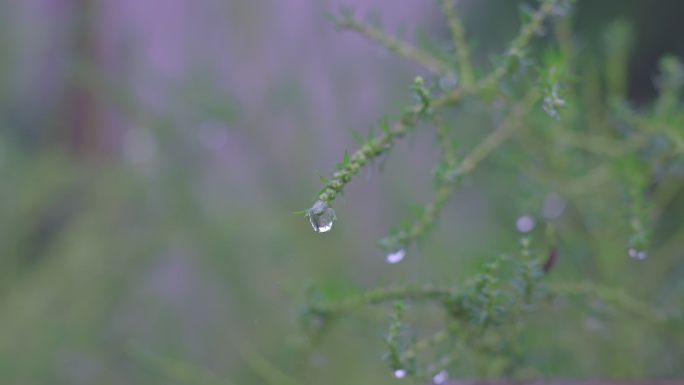 小草上水珠