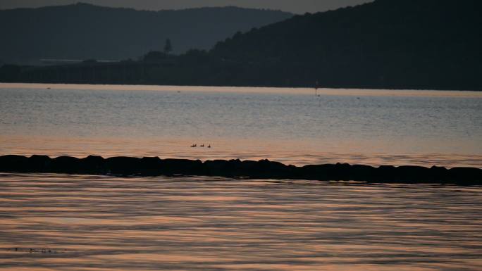 傍晚宽阔水面一群小鸭子游过