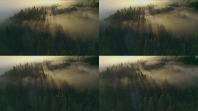 初升的阳光透过雾蒙蒙的森林里的树木照了进来。空中拍摄的美丽大雾清晨的森林。日出时的雾