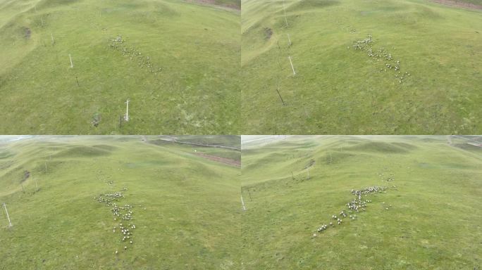 青海省日月山羊群高清航拍