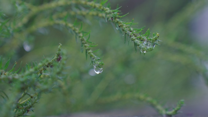 小草上晶莹剔透的小水珠