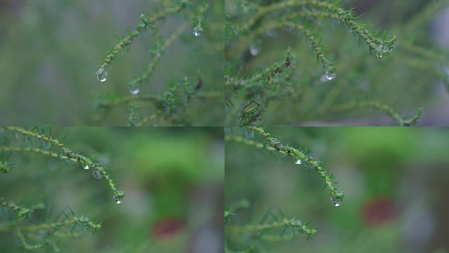 小草上晶莹剔透的小水珠