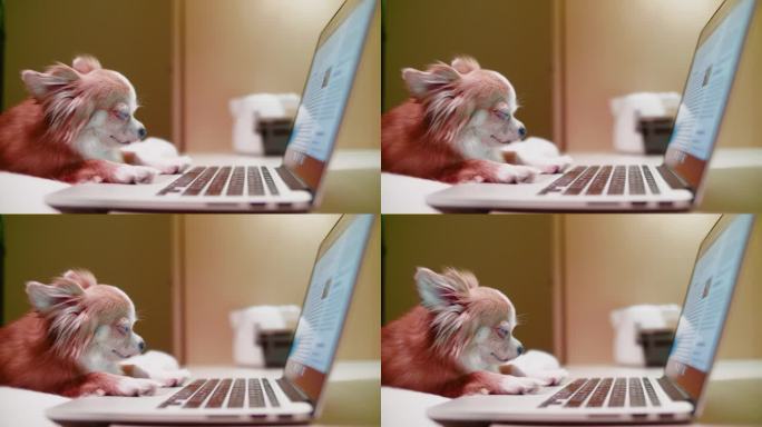 狗在笔记本电脑上看书