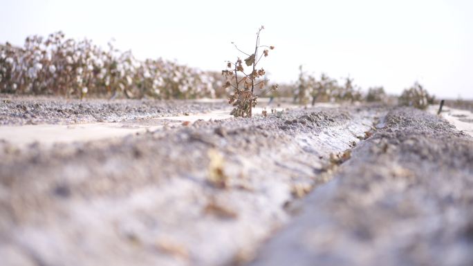 4K盐碱地种棉花