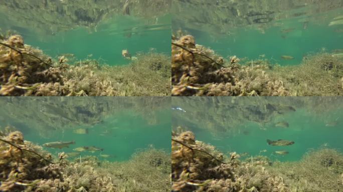 野生褐鳟在寒冷的山区湖泊，水下照片，萨尔莫特鲁塔法里奥