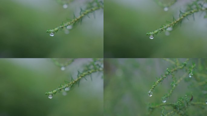 小草上的雨滴水珠