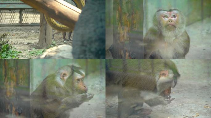 动物园里的狒狒和猴子吃东西玩耍