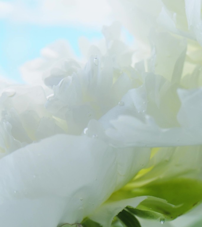 白芍药水中飘动白花在水中一朵白花