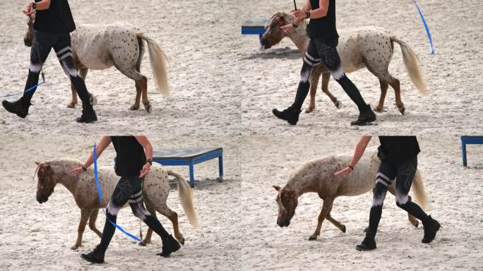小马在马的敏捷活动中表演，熟练地服从地面训练员。