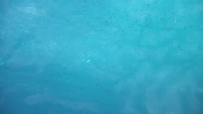 蓝色大海里的鱼的4K视频图像