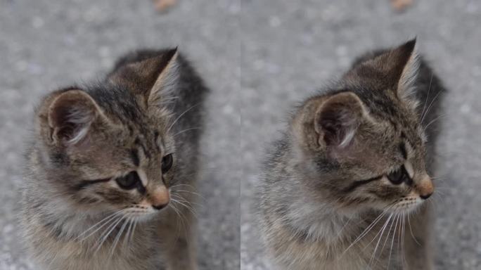 可爱的小猫在街上的肖像